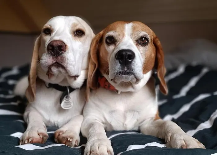La Fontaine Aux Enfants - Gr5 - Avec Sdb Privee 3* Abreschviller