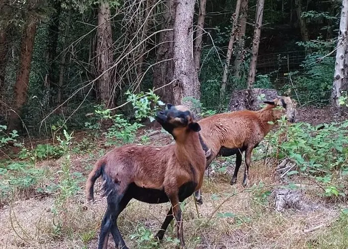 B&B La Fontaine Aux Enfants - Gr5 - Avec Sdb Privee Abreschviller